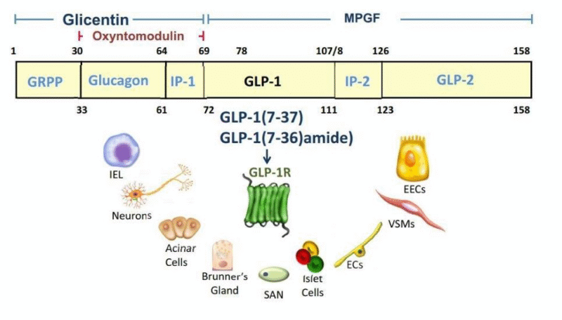 【四海读报】20250910：GLP-1受体激动剂行业深度报告-四海清单