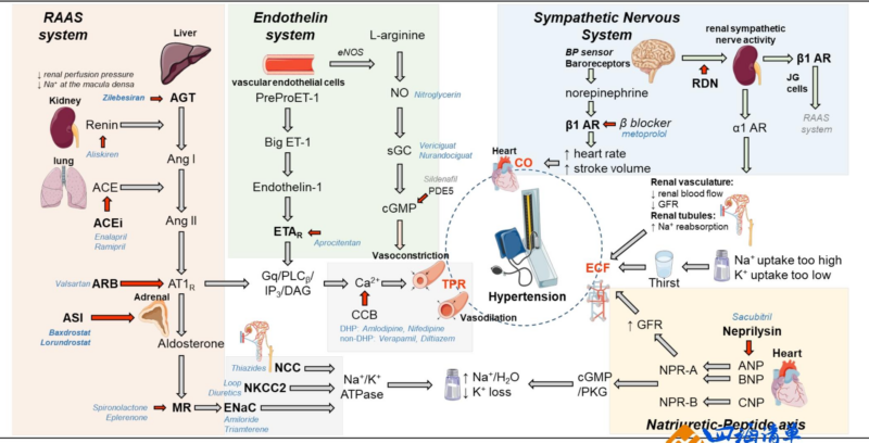 【四海读报】20251229：创新药盘点系列报告（24）：高血压-四海清单