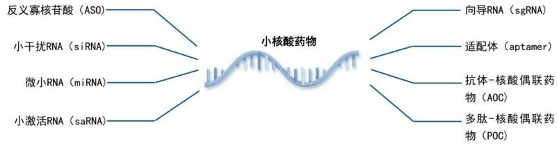 【四海读报】20260201：CXO行业系列专题报告（3）：小核酸-四海清单