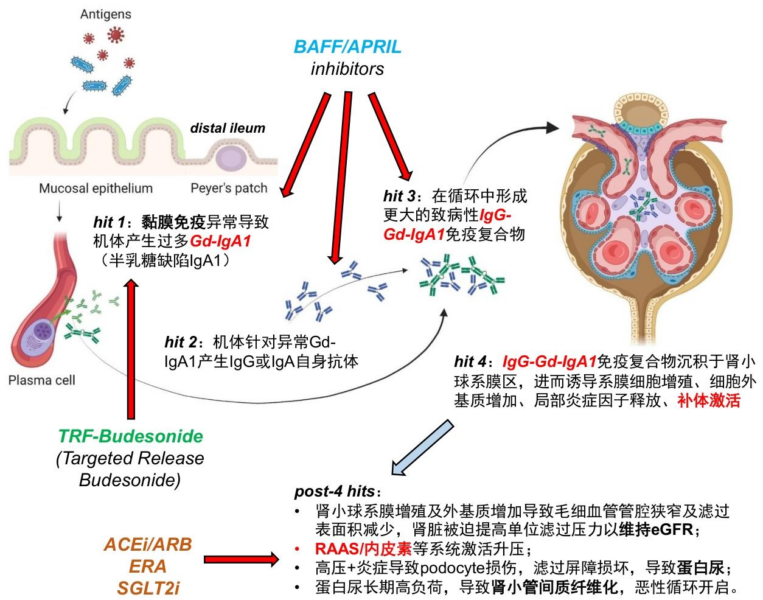 【四海读报】20260312--创新药盘点系列报告（25）：IgA肾病药物已进入商业化兑现期-四海清单