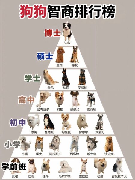 狗狗智商排行榜🐶-四海清单